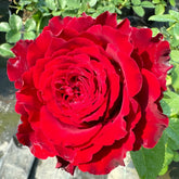 Rohdos Rose